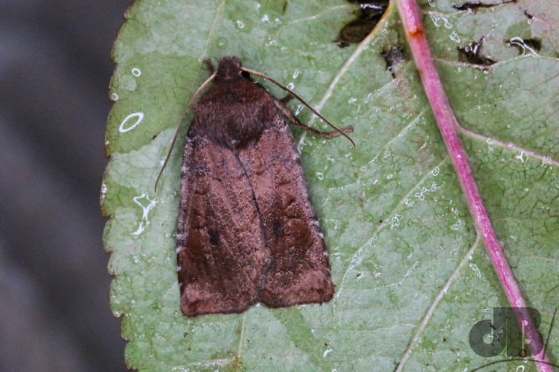 Dark Chestnut (<em>Conistra ligula</em>)