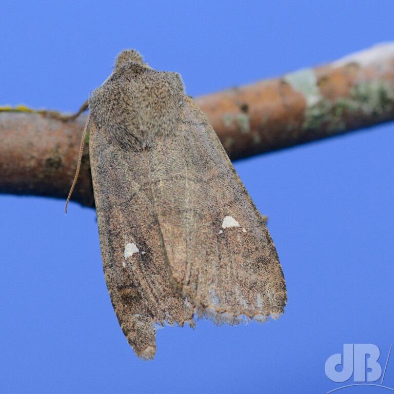 The Satellite (<em>Eupsilia transversa</em>)