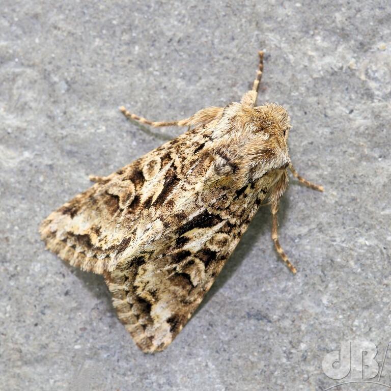 The Shears (<em>Hada plebeja</em>)