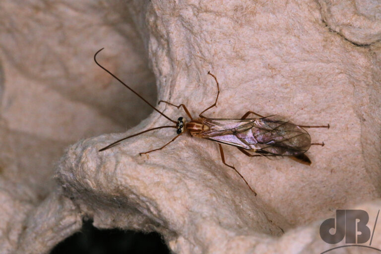 An Ichneumon Wasp (<em>Ophion obscuratus</em>)