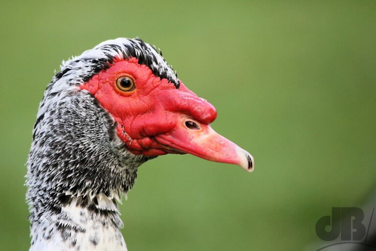 Muscovy Duck (<em>Cairina moschata</em>)