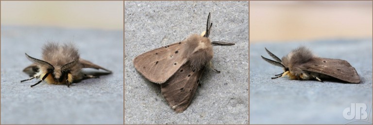 Muslin Moth (<em>Diaphora mendica</em>)