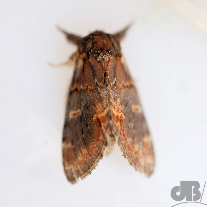 Iron Prominent (<em>Notodonta dromedarius</em>)