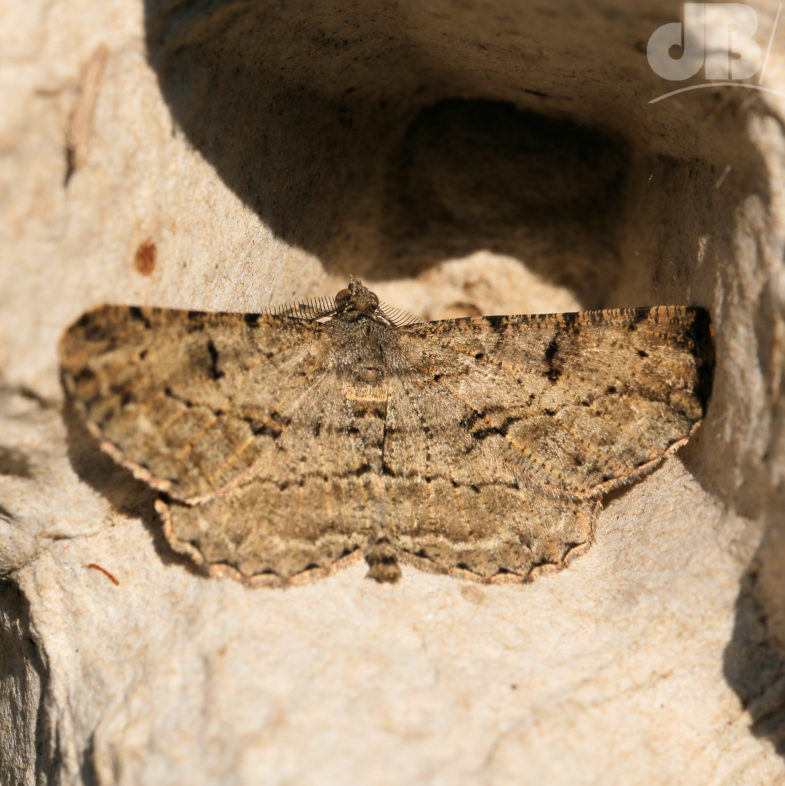 Willow Beauty (<em>Peribatodes rhomboidaria</em>)
