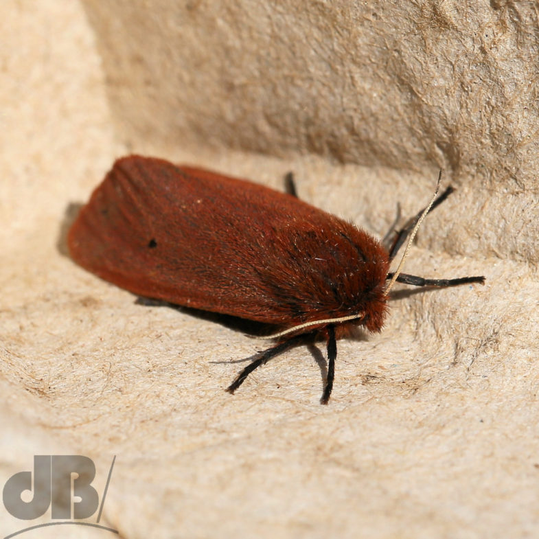 Ruby Tiger (<em>Phragmatobia fuliginosa</em>)