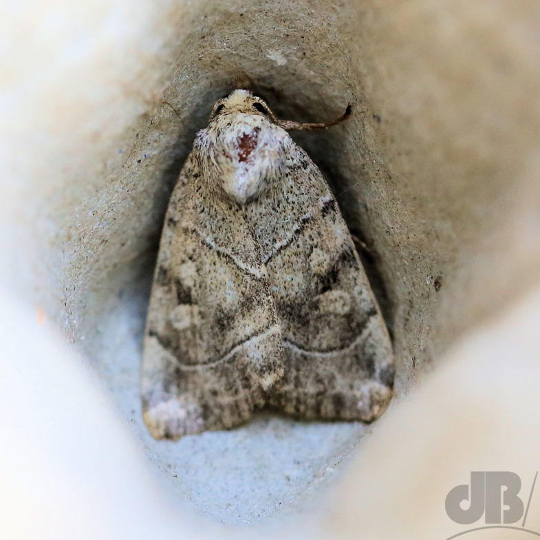 The Dun-bar (<em>Cosmia trapezina</em>)