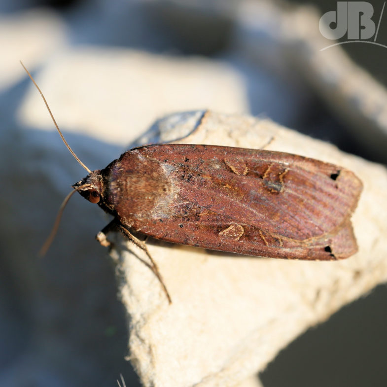 Large Yellow Underwing (<em>Noctua pronuba</em>)