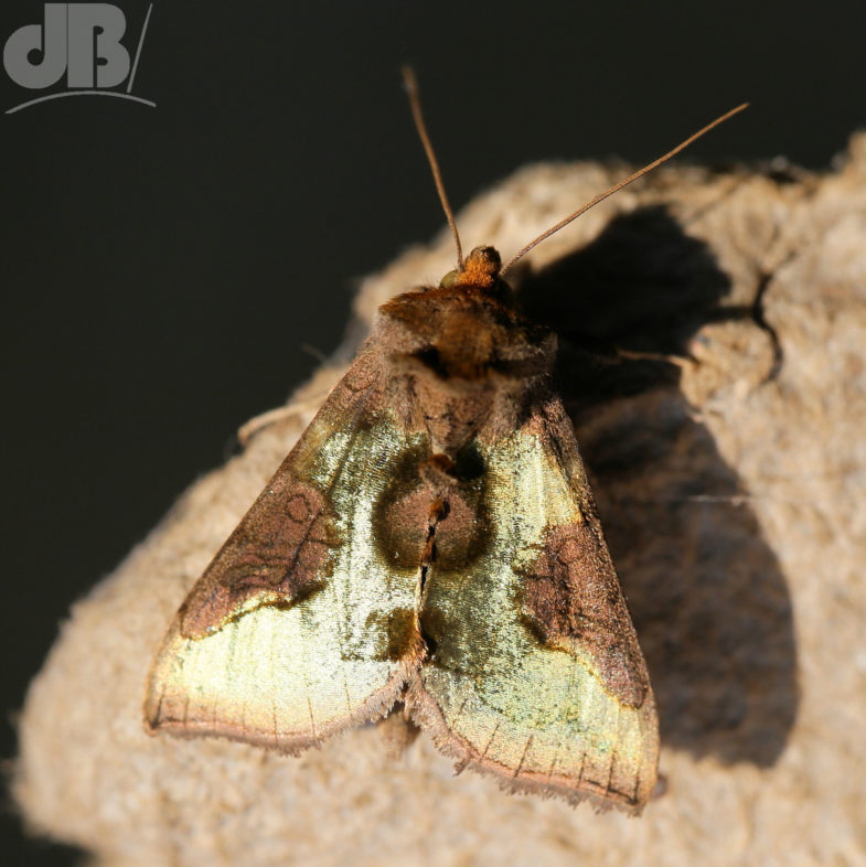 Burnished Brass (<em>Diachrysia chrysitis</em>)