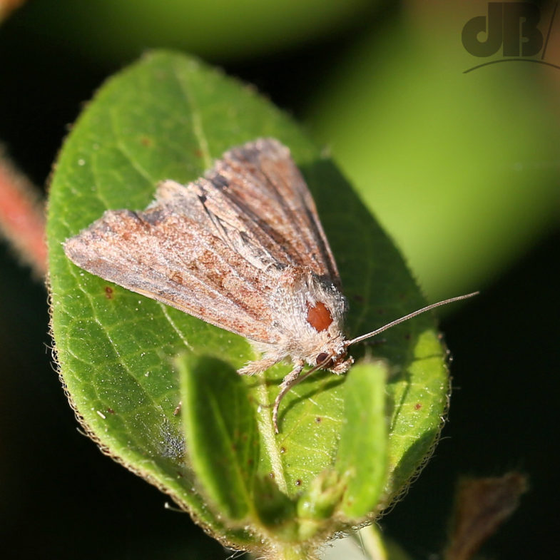 Cloaked Minor (<em>Mesoligia furuncula</em>)
