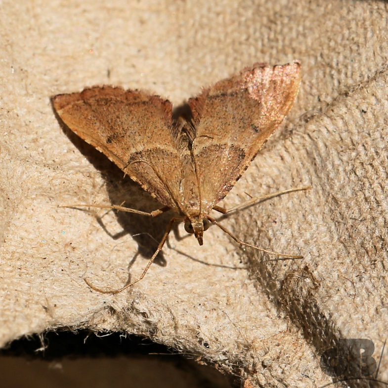 Rose-flounced Tabby (<em>Endotricha flammealis</em>)