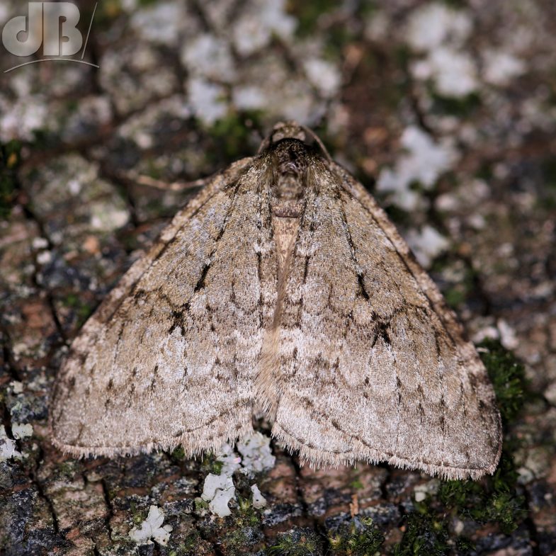 November Moth agg. (<em>Epirrita dilutata</em>)