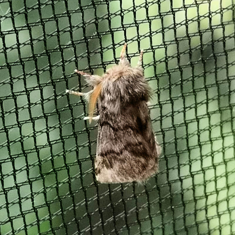 Oak Processionary (<em>Thaumetopoea processionea</em>)