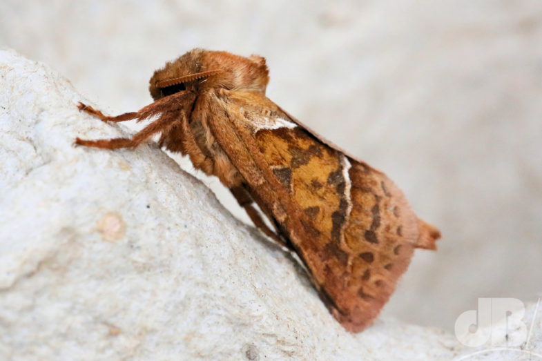 Orange Swift (<em>Triodia sylvina</em>)