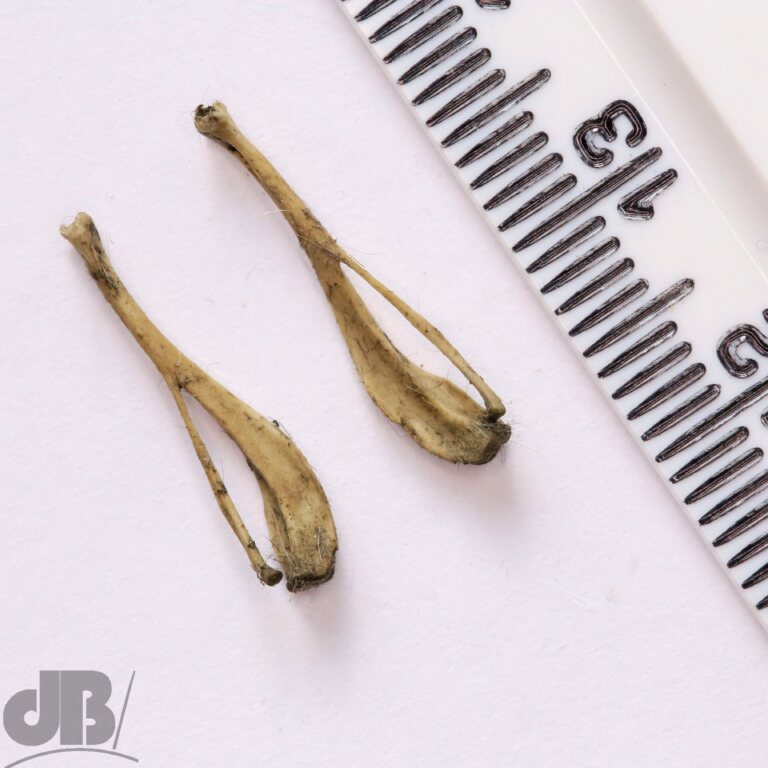 Vole tibia and fibula from a Barn Owl Pellet