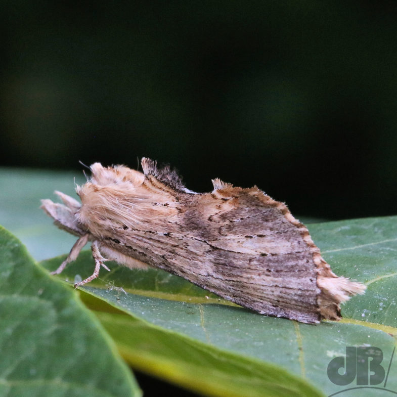 Pale Prominent (<em>Pterostoma palpina</em>)