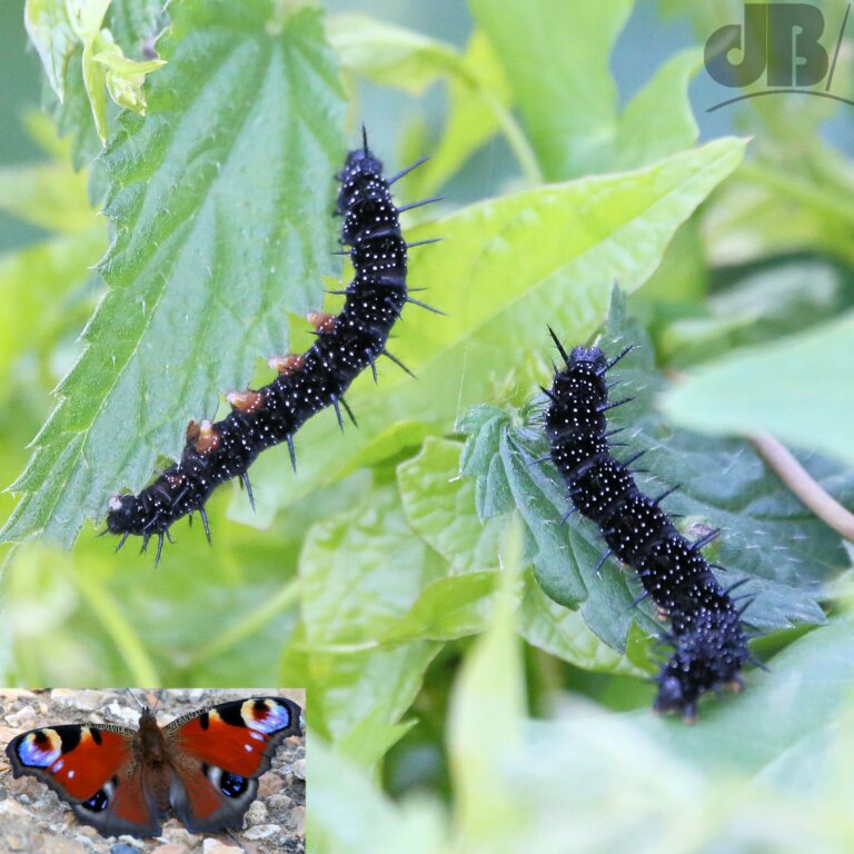 Peacock Butterfly Caterpillars (<em>Aglais io</em>)
