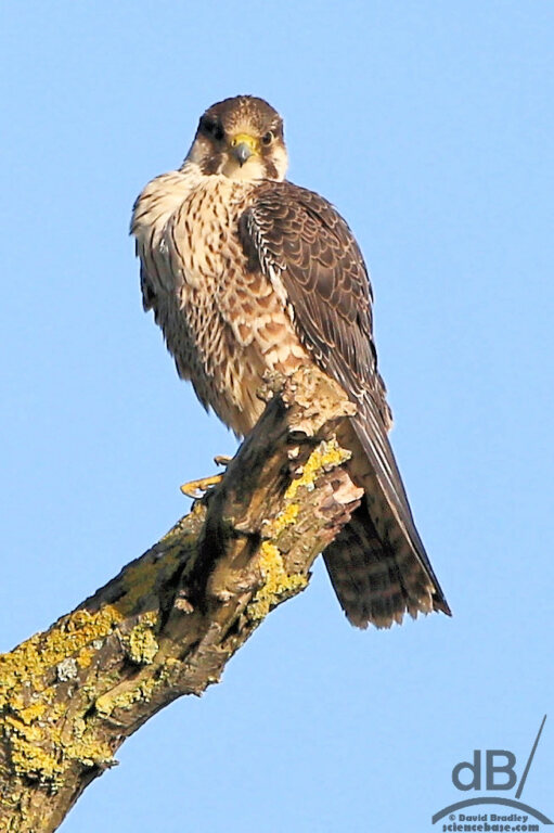 Peregrine falcon (<em>Falco peregrinus</em>)