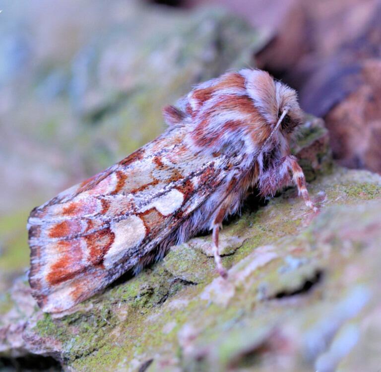 Pine Beauty (<em>Panolis flammea</em>)