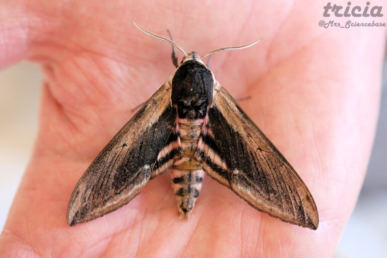 Privet Hawk-moth (<em>Sphinx ligustri</em>)
