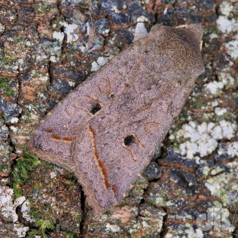Red-line Quaker (<em>Agrochola lota</em>)