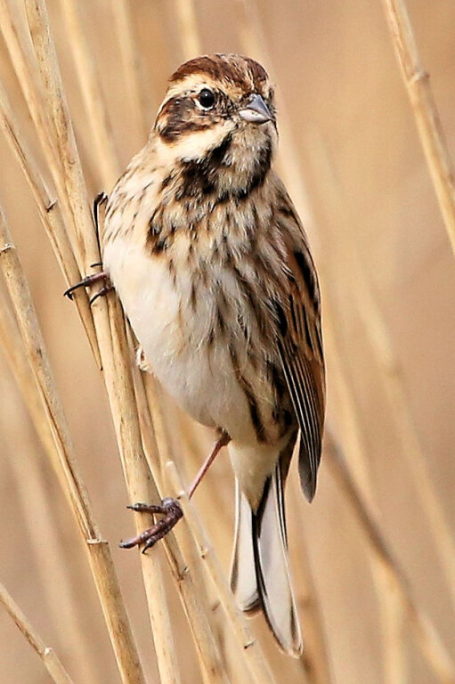 Female reed bunting (Emberiza schoeniclus)