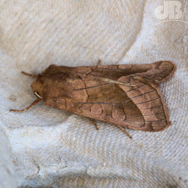 Rosy Rustic (<em>Hydraecia micacea</em>)