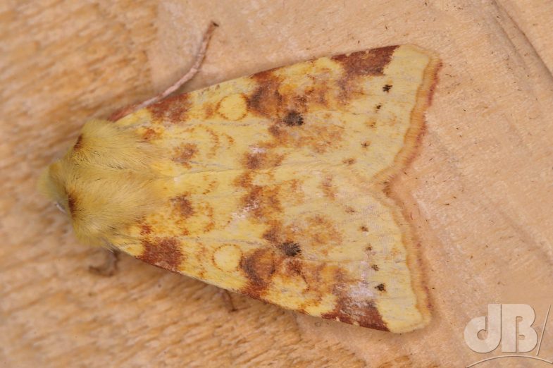 The Sallow (<em>Cirrhia icteritia</em>)