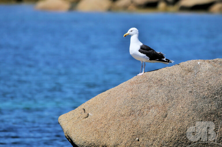 Great Black-backed Gull (<em>Larus marinus</em>)