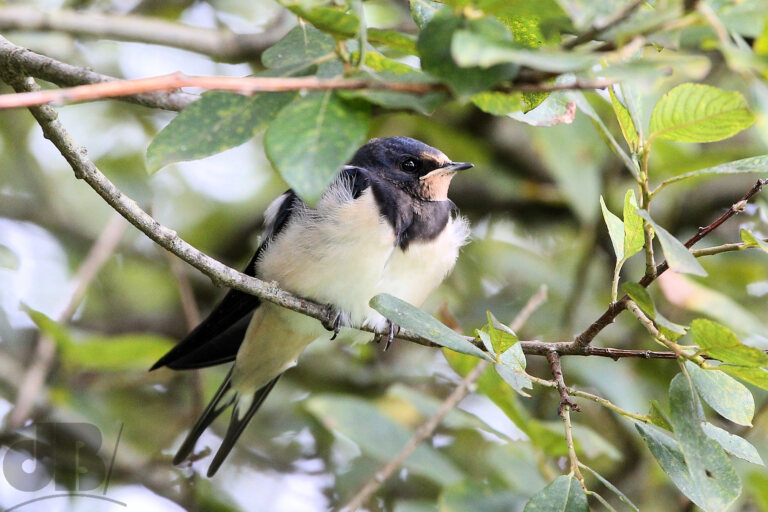 Juvenile Barn Swallow (Hirundo rustica)