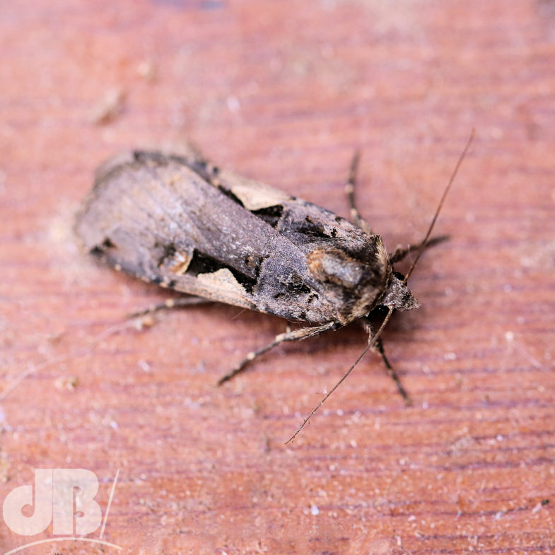 Setaceous Hebrew Character (<em>Xestia c-nigrum</em>)