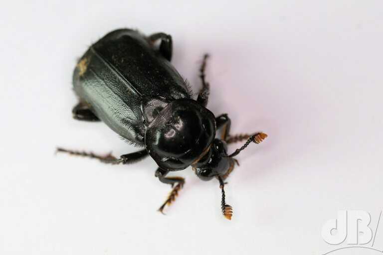 Black Burying Beetle (<em>Nicrophorus humator</em>)