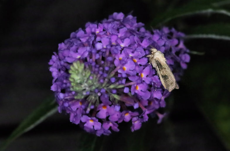 Shuttle-shaped Dart (<em>Agrotis puta</em>)?