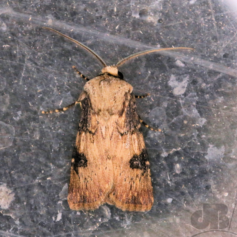 Shuttle-shaped Dart (<em>Agrotis puta</em>)?