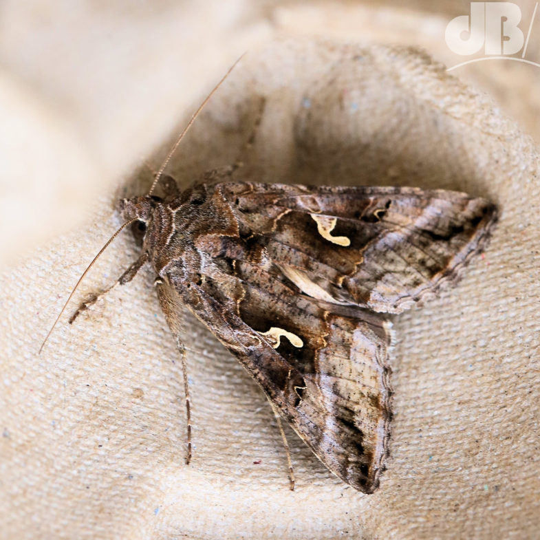 Silver Y (<em>Autographa gamma</em>)