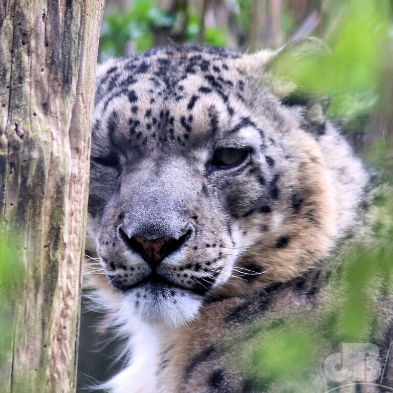 Snow Leopard (<em>Panthera uncia</em>)
