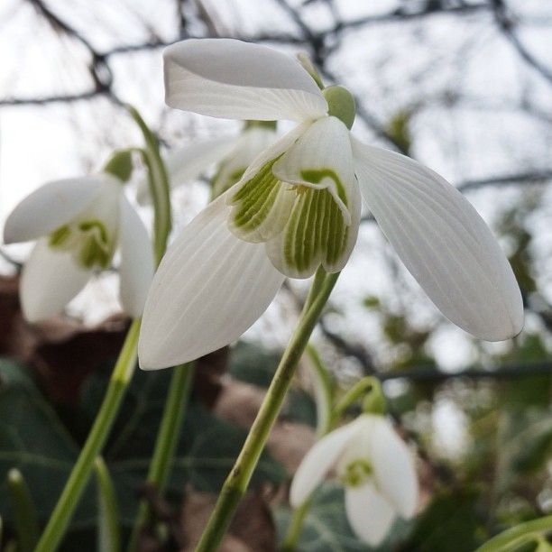 Snowdrops Galanthus