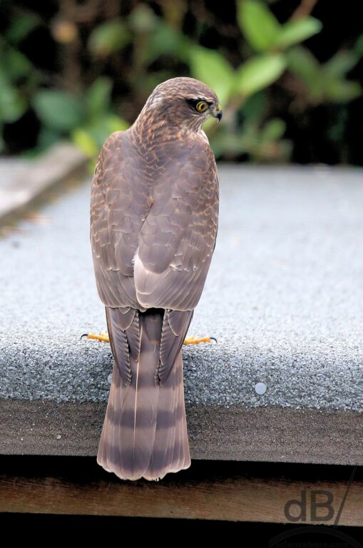 Sparrowhawk (<em>Accipiter nisus</em>)