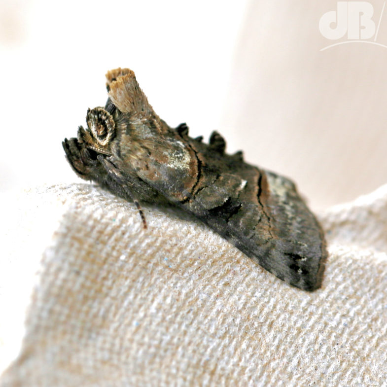 The Spectacle (<em>Abrostola tripartita</em>)