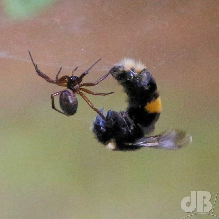 False Widow Spider predating Buff-tailed Bumblebee