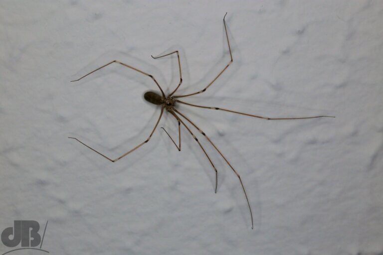 Cellar Spider (<em>Pholcus phalangioides</em>)