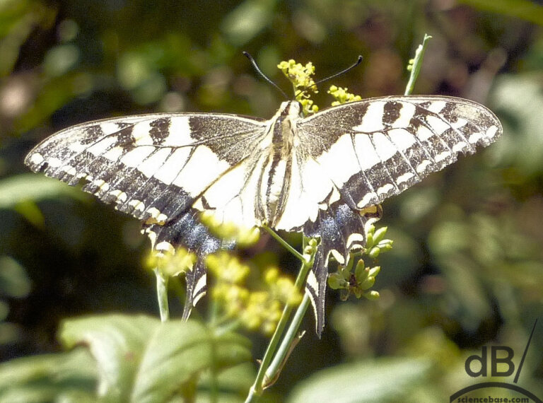 Swallowtail (<em>Papilio machaon</em>)
