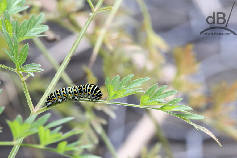 Swallowtail caterpillar (<em>Papilio machaon</em>)