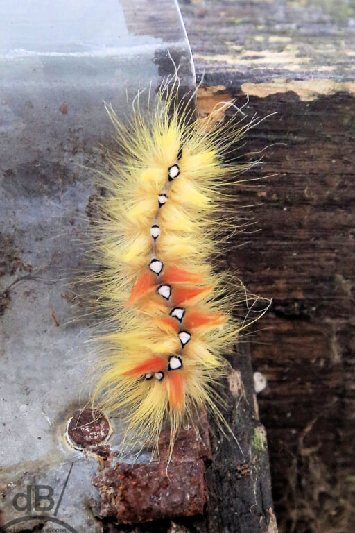 Sycamore moth caterpillar (<em>Acronicta aceris</em>)