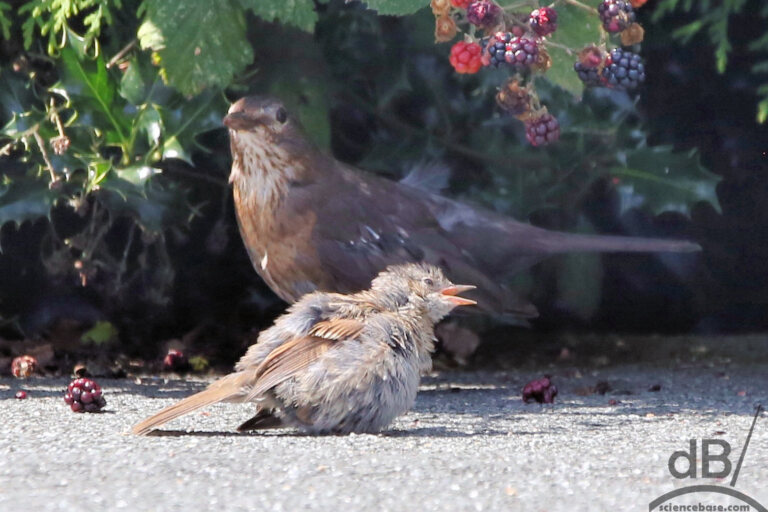 Juvenile thrush and robin chick