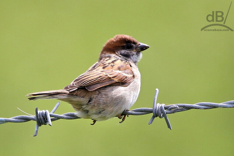 Juvenile tree sparrow (Passer montanus)