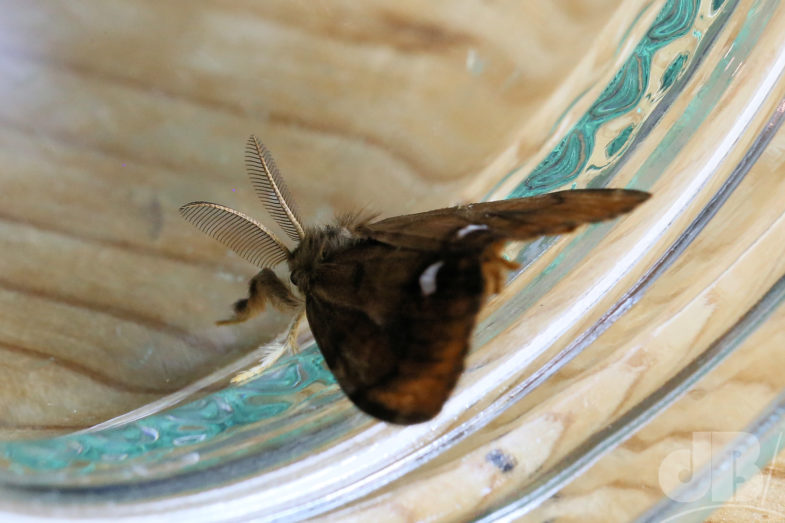 The Vapourer (<em>Orgyia antiqua</em>)