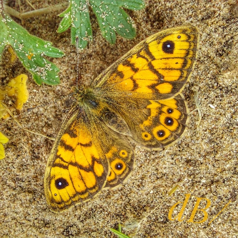 Wall Brown butterfly - (<em>Lasiommata megera</em>)