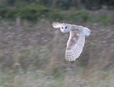 waterbeach-barn-owl-2006