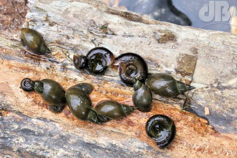 Freshwater snails