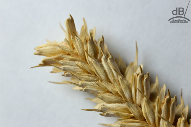 Ear of wheat (Triticum aestivum)